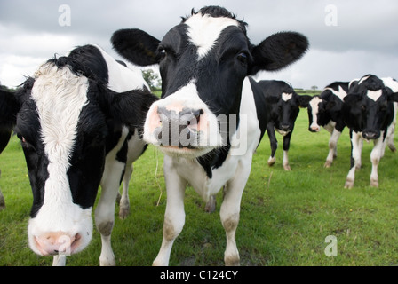 Le noir et blanc vaches dans un pâturage. Wiltshire, Angleterre. Banque D'Images