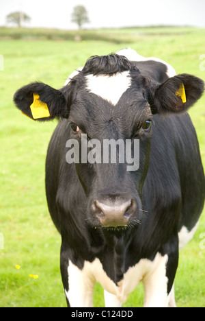 Vache noir et blanc dans le pâturage. Le Wiltshire. L'Angleterre Banque D'Images