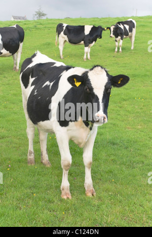 Vache noir et blanc dans le pâturage. Le Wiltshire. L'Angleterre Banque D'Images