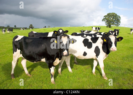 Noir et blanc groupe de vaches dans les pâturages. Le Wiltshire. L'Angleterre Banque D'Images