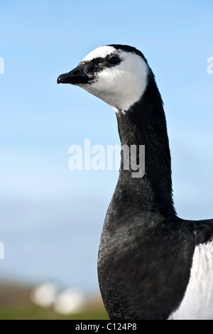 Bernache nonnette - Branta leucopsis  Banque D'Images