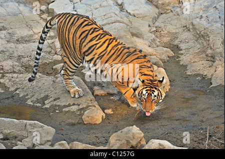 Tigre (Panthera tigris) près de trou d'eau dans le parc national de Ranthambore, Rajasthan, Inde, Asie Banque D'Images