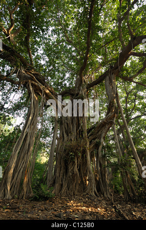 Bengal fig fig, Indien, Indien de l'fig (Ficus benghalensis), à Ranthambhore, Rajasthan, Inde, Asie Banque D'Images