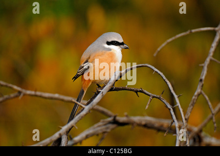 Pie-grièche à longue queue ou Bruant-grièche écorcheur (Lanius schach) dans les jungles du parc national de Ranthambore, Rajasthan, Inde, Asie Banque D'Images