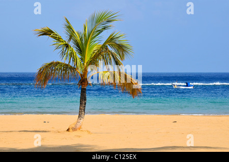 Petit palmier sur la plage de Teresitas au nord-est de Tenerife, dans les îles Canaries Banque D'Images