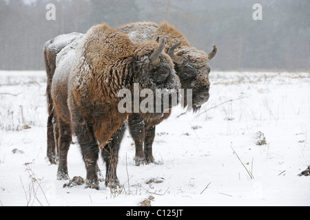 Les bisons d'Europe (Bison bonasus), dans une forte tempête de neige Banque D'Images