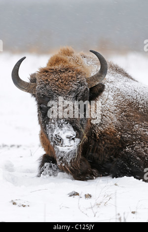 Bison d'Europe (Bison bonasus), dans une forte tempête de neige Banque D'Images