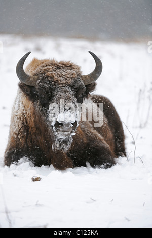 Bison d'Europe (Bison bonasus), dans une forte tempête de neige Banque D'Images