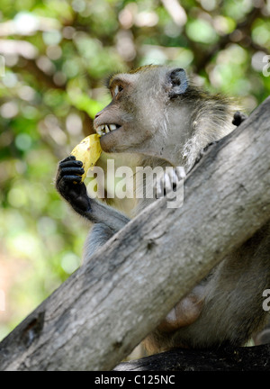 Singe avec une banane, singe vert (Chlorocebus sabaeus), Pattaya, Thaïlande, Asie Banque D'Images