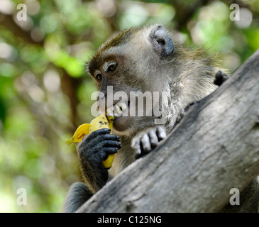 Singe avec une banane, singe vert (Chlorocebus sabaeus), Pattaya, Thaïlande, Asie Banque D'Images