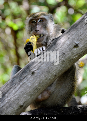 Singe avec une banane, singe vert (Chlorocebus sabaeus), Pattaya, Thaïlande, Asie Banque D'Images