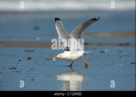 Goéland argenté (Larus argentatus), commencent à voler, Mer du Nord, Duene, Helgoland, Schleswig-Holstein, Allemagne, Europe Banque D'Images