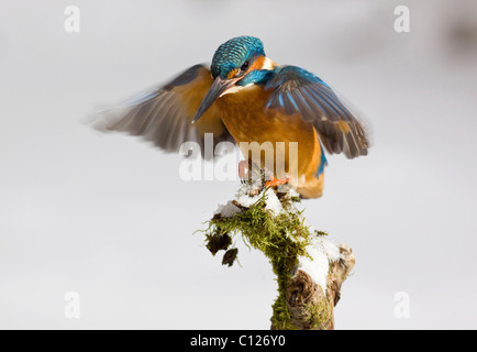 Kingfisher (Alcedo atthis) en hiver l'atterrissage sur une branche couverte de neige, l'Allemagne, de l'Europe Banque D'Images