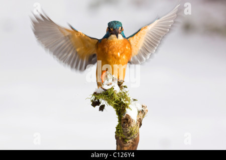 Kingfisher (Alcedo atthis) en hiver l'atterrissage sur une branche couverte de neige, l'Allemagne, de l'Europe Banque D'Images