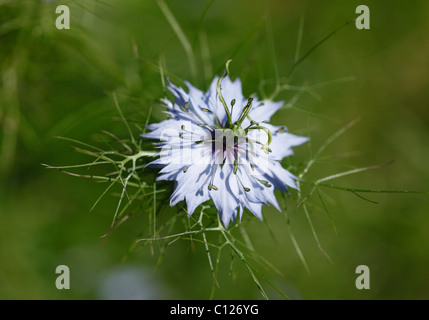 De l'amour fleur-dans-un-mist (Nigella damascena), plante de jardin Banque D'Images