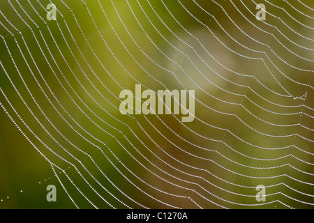 Spider web d'un Araneid avec gouttes de rosée, Bavière, Allemagne Banque D'Images