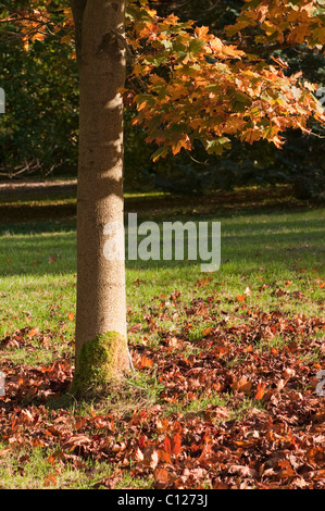 Le tronc et les branches d'un arbre sur le Stray, Harrogate, à l'automne. Banque D'Images