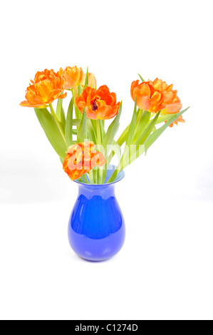 Perroquet Orange tulipes dans un vase Banque D'Images