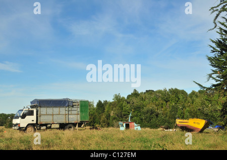 Camion agricole, automobile et deux petites épaves pêche debout dans un champ vert entouré d'arbres, près de caulin, Ile de Chiloé, Chili Banque D'Images