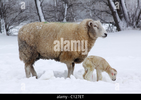 Le mouton domestique (Ovis ammon f.) bélier, brebis avec agneau nouveau-né dans la neige en hiver Banque D'Images