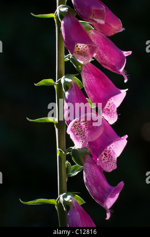 Purple digitales (Digitalis purpurea), oranger, rétroéclairé, Jura souabe, Bade-Wurtemberg, Allemagne, Europe Banque D'Images