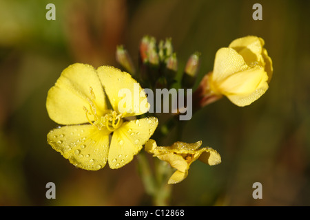 Fleur d'onagre commune ou étoile du soir (Oenothera biennis) avec des gouttes de rosée, plante médicinale Banque D'Images