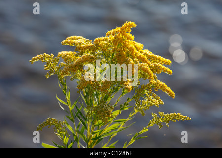 Giant Houghton (Solidago gigantea) Banque D'Images