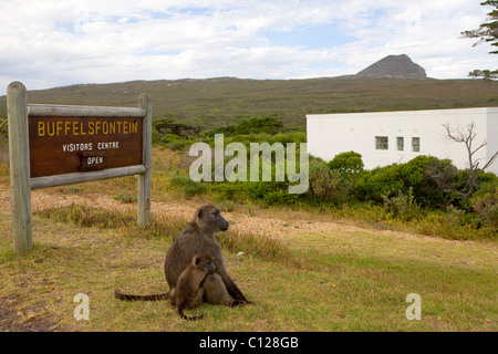 Babouin Chacma (Papio ursinus) mère avec les jeunes, du Cap de Bonne Espérance, la réserve naturelle du cap de l'Ouest, près de Cape Town, la péninsule du Cap Banque D'Images