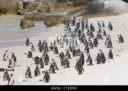 Pingouins africains (Spheniscus demersus) sur la plage de Boulders, près de Cape Town, Western Cape, Afrique du Sud, l'Afrique Banque D'Images