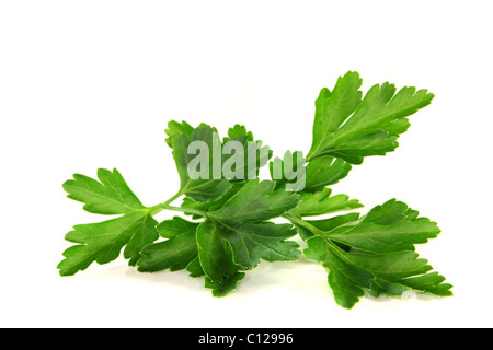Un brin de persil frais sur un fond blanc Banque D'Images