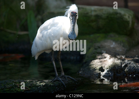 Spatule royale, Platalea regia, également connu sous le nom de Black-billed Spatule blanche. Endémique de marées en Australie. Banque D'Images