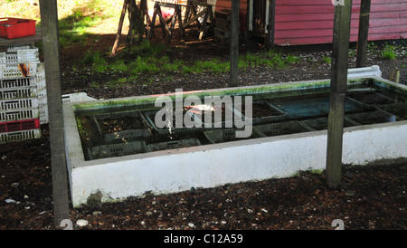 Vivre les huîtres dans des bols en plastique blanc en béton immergé dans l'abreuvoir, près de Ostras Caulin Restaurante, Caulin, Chiloé, Chili Banque D'Images