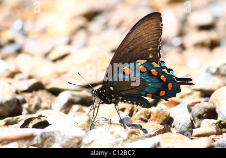 Pipevine Swallowtail (battus philenor) Banque D'Images