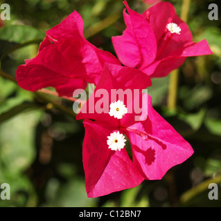 Close up de bougainvillées rose révélant les minuscules fleurs blanches au milieu des bractées colorées. Banque D'Images