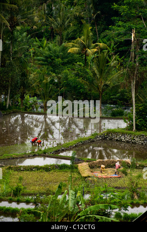 Dans la belle vallée de Sideman, Bali, près de l'Iseh, les rizières en terrasses sont inondées pour la plantation d'une nouvelle culture de riz. Banque D'Images