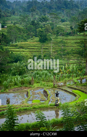 Le Sideman Valley à Bali, Indonésie, produit quelques uns des plus spectaculaires rizières en terrasses de l'île. Banque D'Images