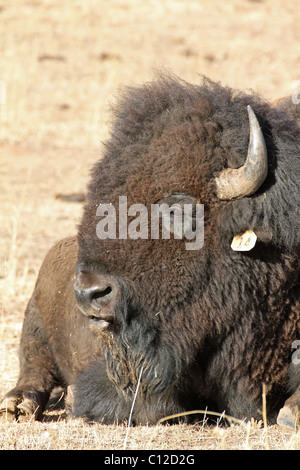 Un bison d'Amérique à une réserve à l'extérieur de Denver, Colorado Banque D'Images