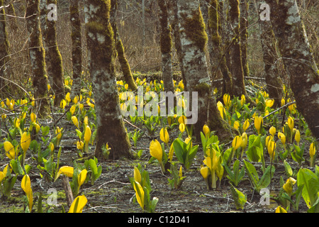 Choux à Mt. Baker-Snoqualmie National Forest, WA. Banque D'Images