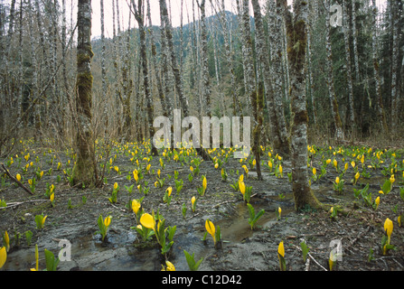 Choux à Mt. Baker-Snoqualmie National Forest, WA. Banque D'Images