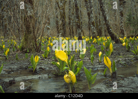 Choux à Mt. Baker-Snoqualmie National Forest, WA. Banque D'Images