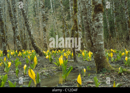 Choux à Mt. Baker-Snoqualmie National Forest, WA. Banque D'Images