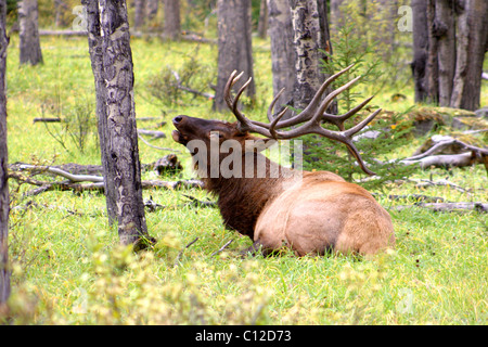 Un 38,255.03709North American bull elk couchés dans un tremble Grove et de brames de son lit, au milieu de la rut d'automne, le Wapiti Banque D'Images