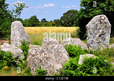 Pierres à Erdeven avec un champ de blé dans l'arrière-plan, dans le département du Morbihan en Bretagne dans le nord-ouest de Fran Banque D'Images