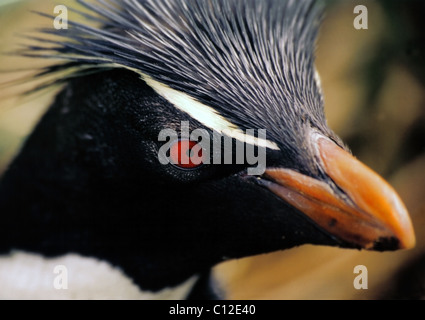 Rock Hopper Penguin - Portrait Banque D'Images