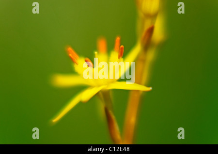 Bog Asphodel en croissant, CWM Idwal Snowdonia. Banque D'Images