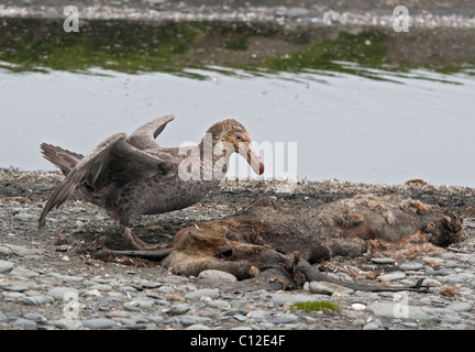 Pétrel géant (macronectes giganteus) demeure l'alimentation d'un sceau, la plaine de Salisbury, la Géorgie du Sud Banque D'Images