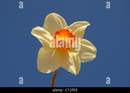 Daffodil contre le ciel bleu Banque D'Images