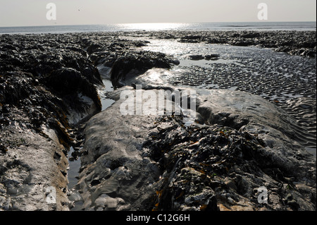 La plage à marée basse à Ovingdean Brighton sur la côte du Sussex UK Banque D'Images