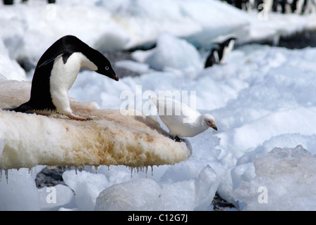 Adelie Penguin et Sheathbill enneigé (Chionis alba). Banque D'Images