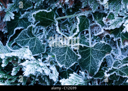 Feuilles en hiver givré Banque D'Images